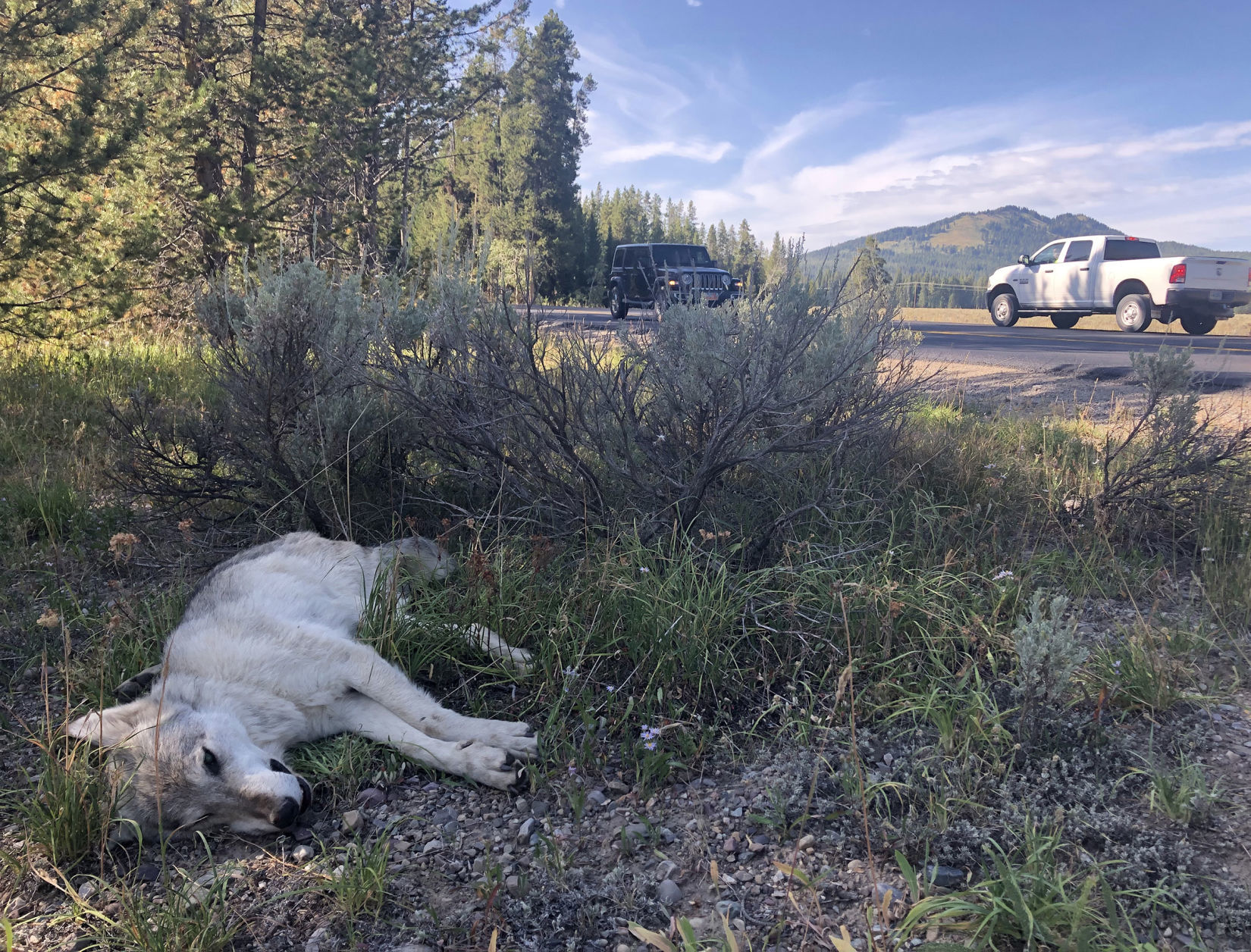 Wolf killed in Grand Teton National Park